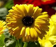 pic for Yellow Calendula Pot Marigold 960x800